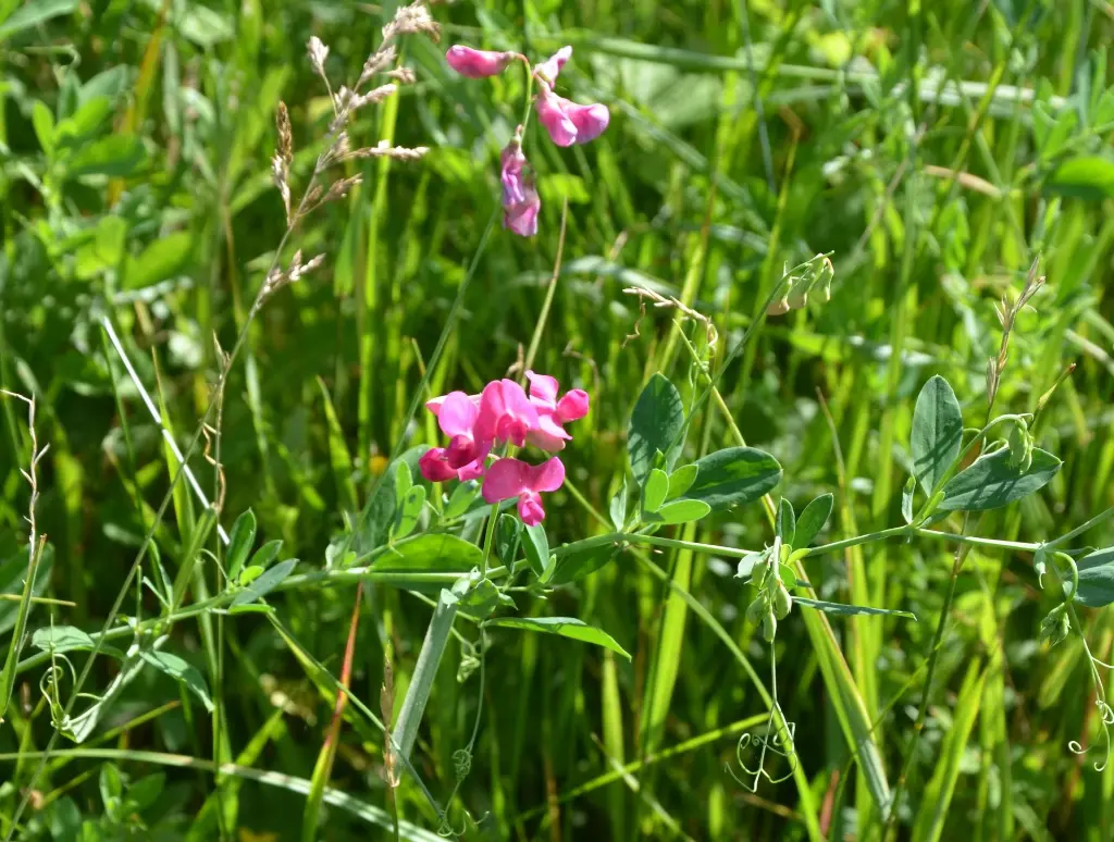 lathyrus tuberosus.webp