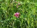 lathyrus tuberosus.webp