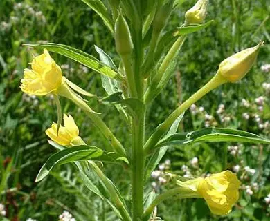 Oenothera_biennis.webp