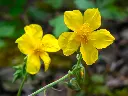 helianthemum nummularium.webp