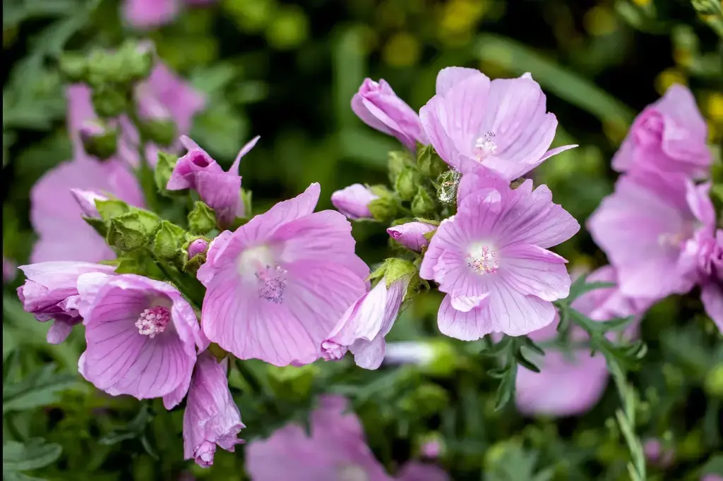 Malva moschata - Muskuskaasjeskruid.webp