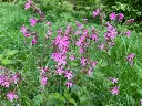 Silene dioica - Dagkoekoeksbloem (1).webp
