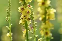 Verbascum nigrum - Zwarte toorts.webp