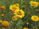 Anthemis tinctoria - Gele kamille.webp