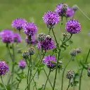 Centaurea scabiosa - Grote centaurie.webp