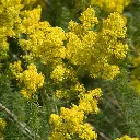Galium verum - Geel walstro (1).webp