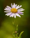 Leucanthemum vulgare - Gewone margriet (1).webp