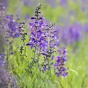 Salvia pratensis - Veldsalie (1).webp