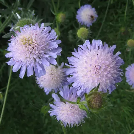 Knautia arvensis - Beemdkroon.webp