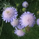 Knautia arvensis - Beemdkroon.webp
