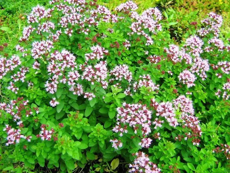 Origanum vulgare - Wilde marjolein.webp