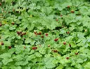 Fragaria vesca - Bosaardbei (1).webp