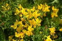 Lotus corniculatus - Gewone rolklaver.webp