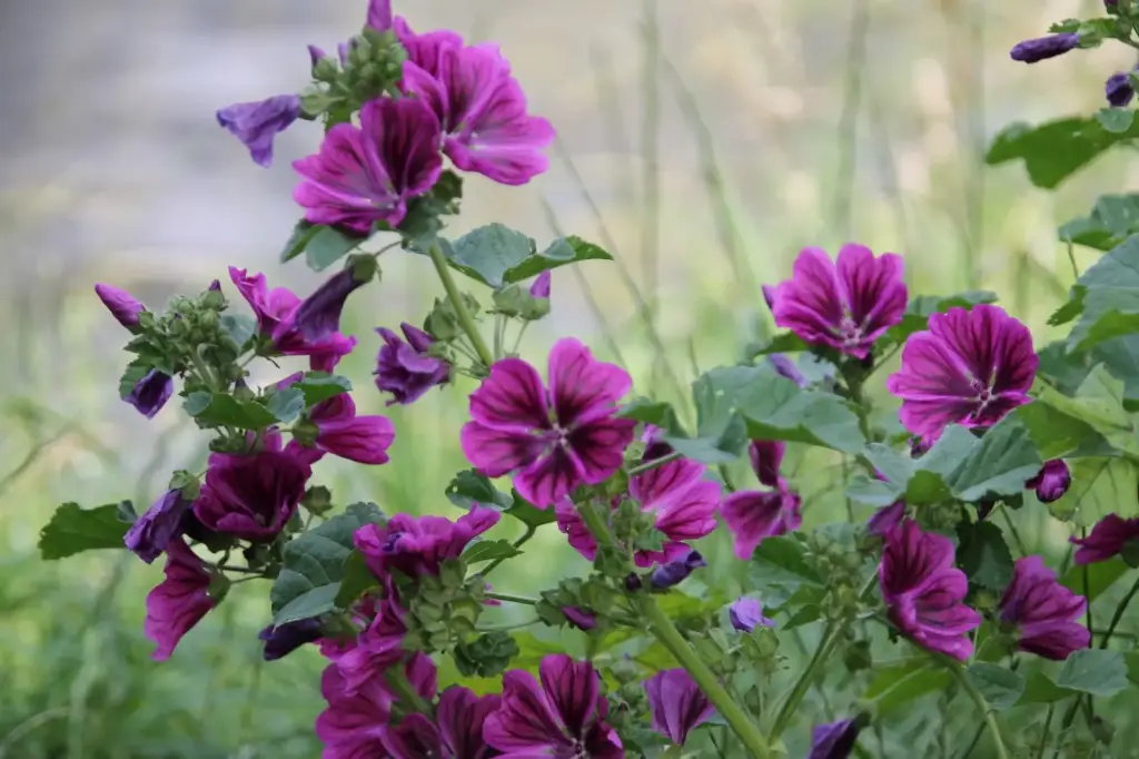 Malva sylvestris - Groot Kaasjeskruid