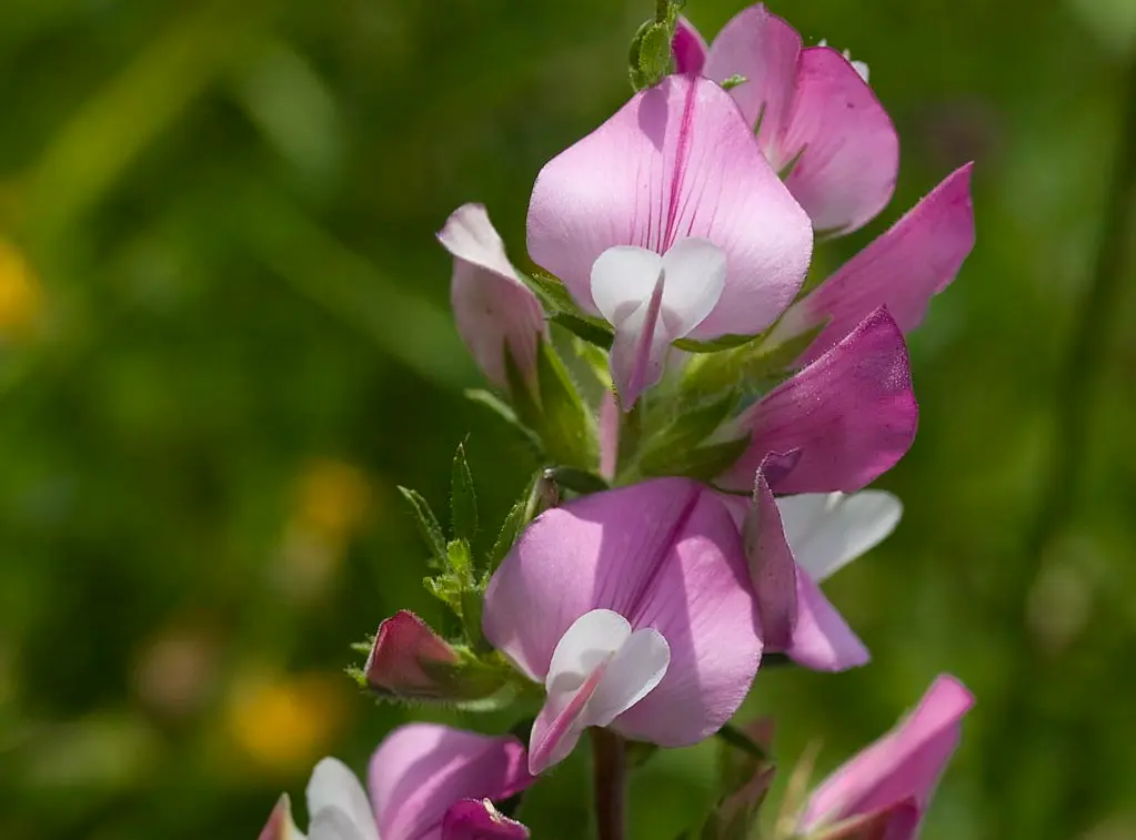 Ononis spinosa - Kattendoorn