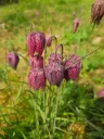 Fritillaria meleagris - Kievitsbloem