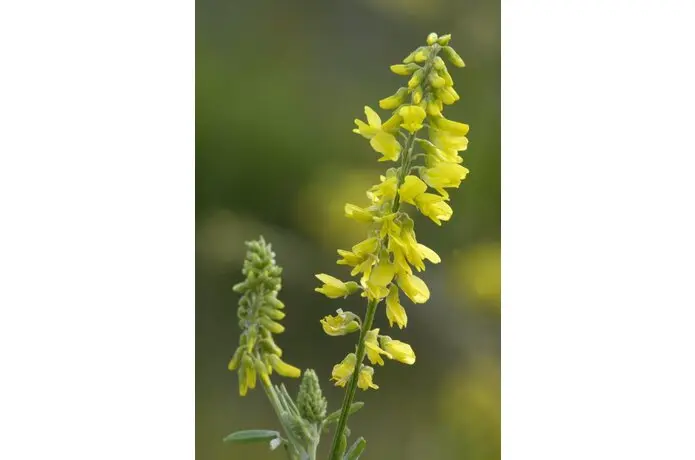 Melilotus officinales - Citroengele honingklaver