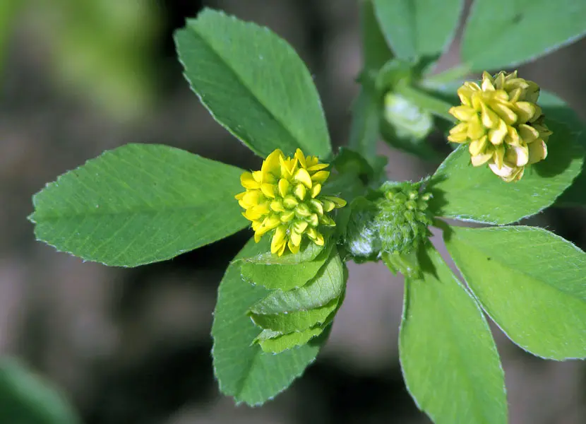 Medicago lupulina - Hopklaver