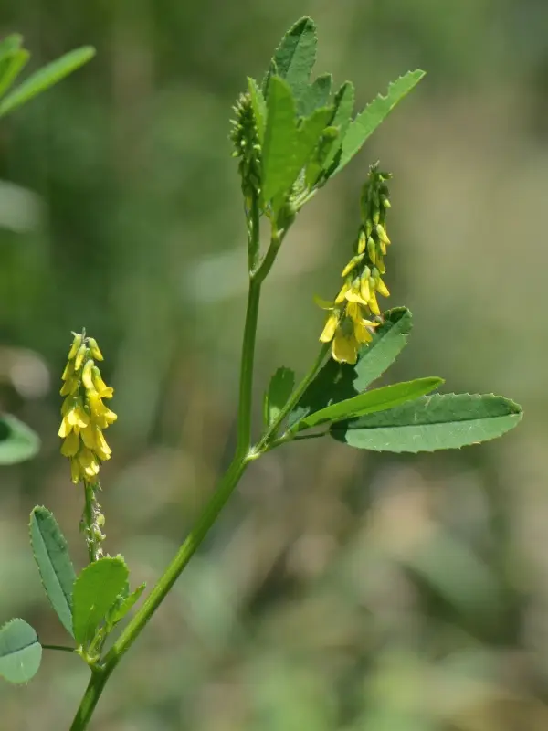 Melilotus altissimus - Goudgele honingklaver