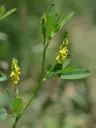 Melilotus altissimus - Goudgele honingklaver