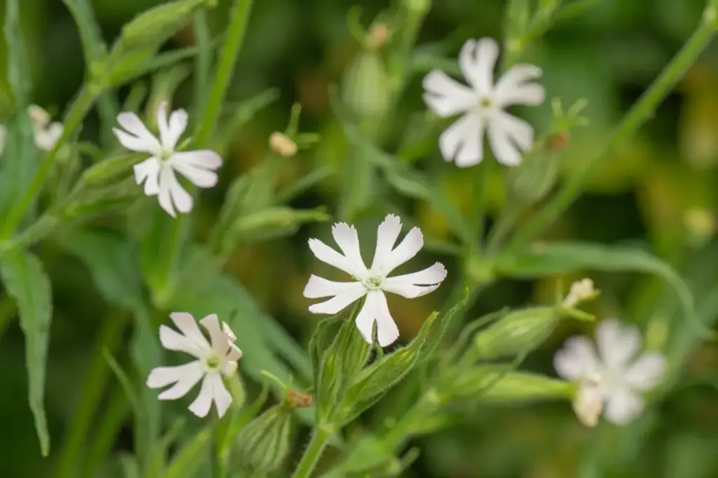 Silene noctiflora - Nachtkoekoeksbloem