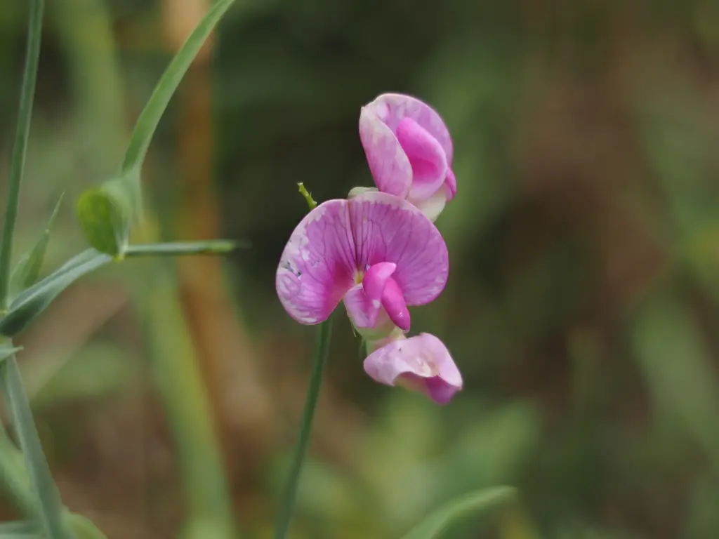 Lathyrus sylvestris - Boslathyrus