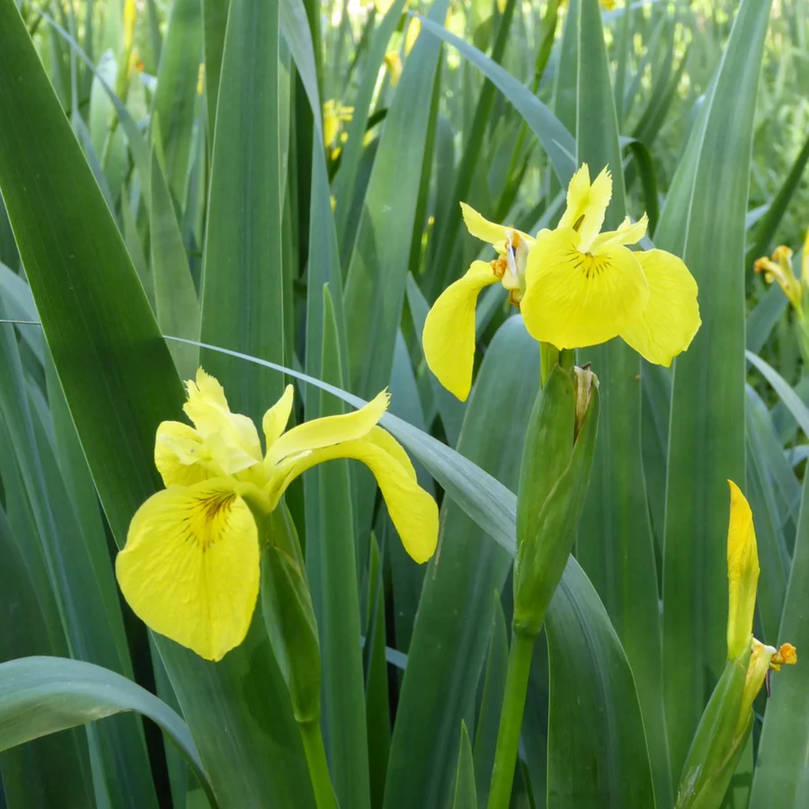 Iris pseudacorus - Gele lis
