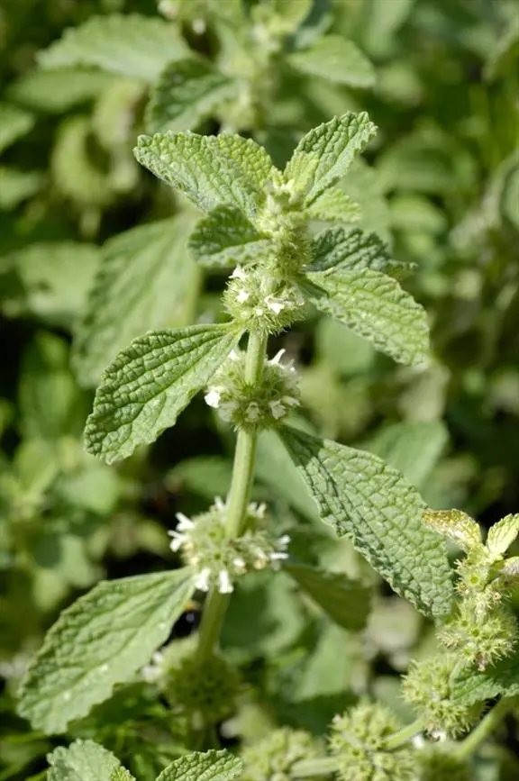 Marrubium vulgare - Malrove