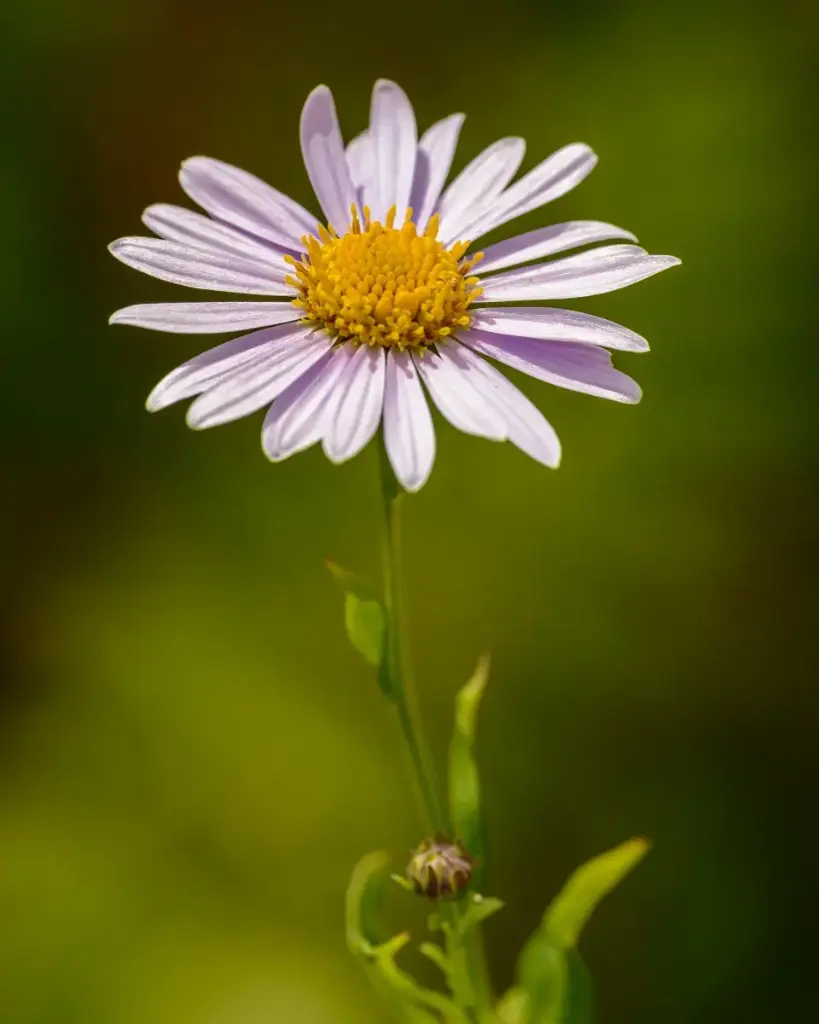 Leucanthemum vulgare - Gewone margriet