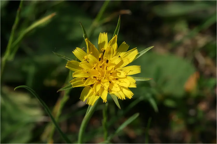 Tragopogon pratensis - Gele morgenster