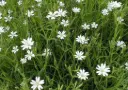 Stellaria holostea - Grote muur