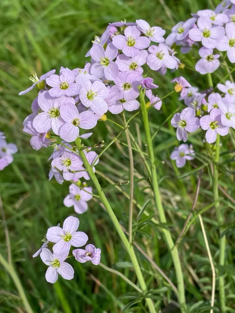 Cardamine pratensis - Pinksterbloem