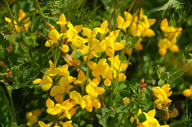 Lotus corniculatus - Gewone rolklaver