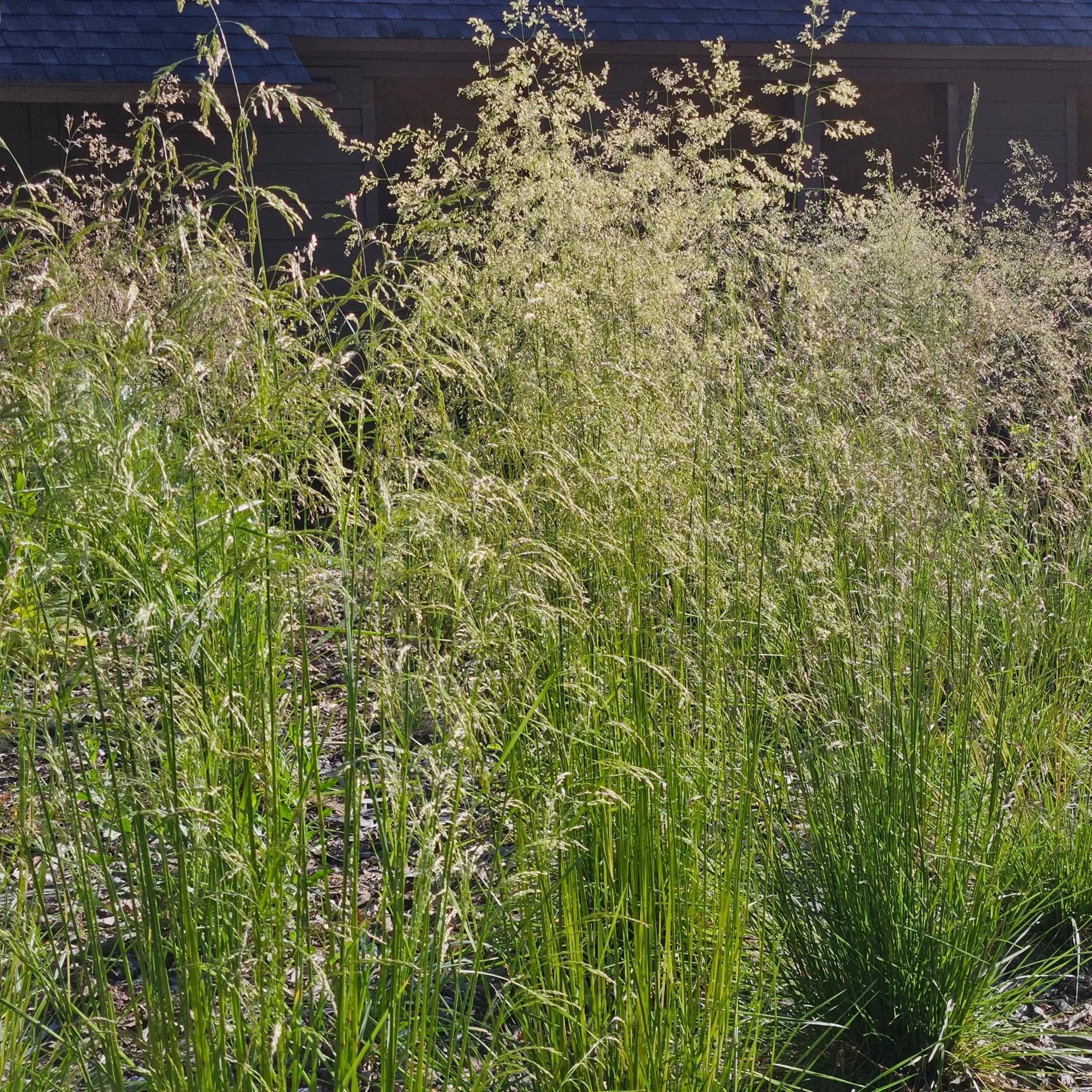 Deschampsia cespitosa - Ruwe smele
