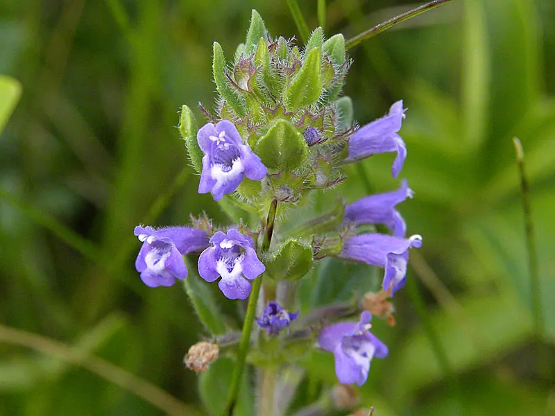 Clinopodium acinos - Kleine steentijm
