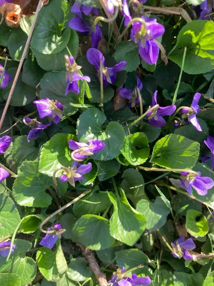 Viola odorata - Maarts viooltje