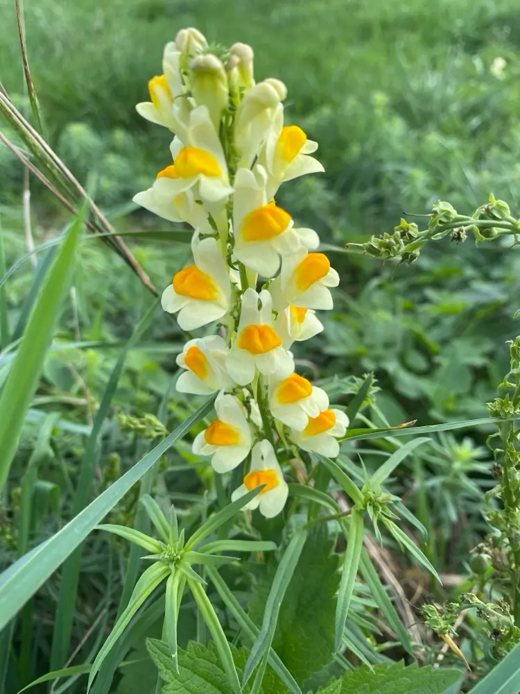 Linaria vulgaris - Vlasbekje