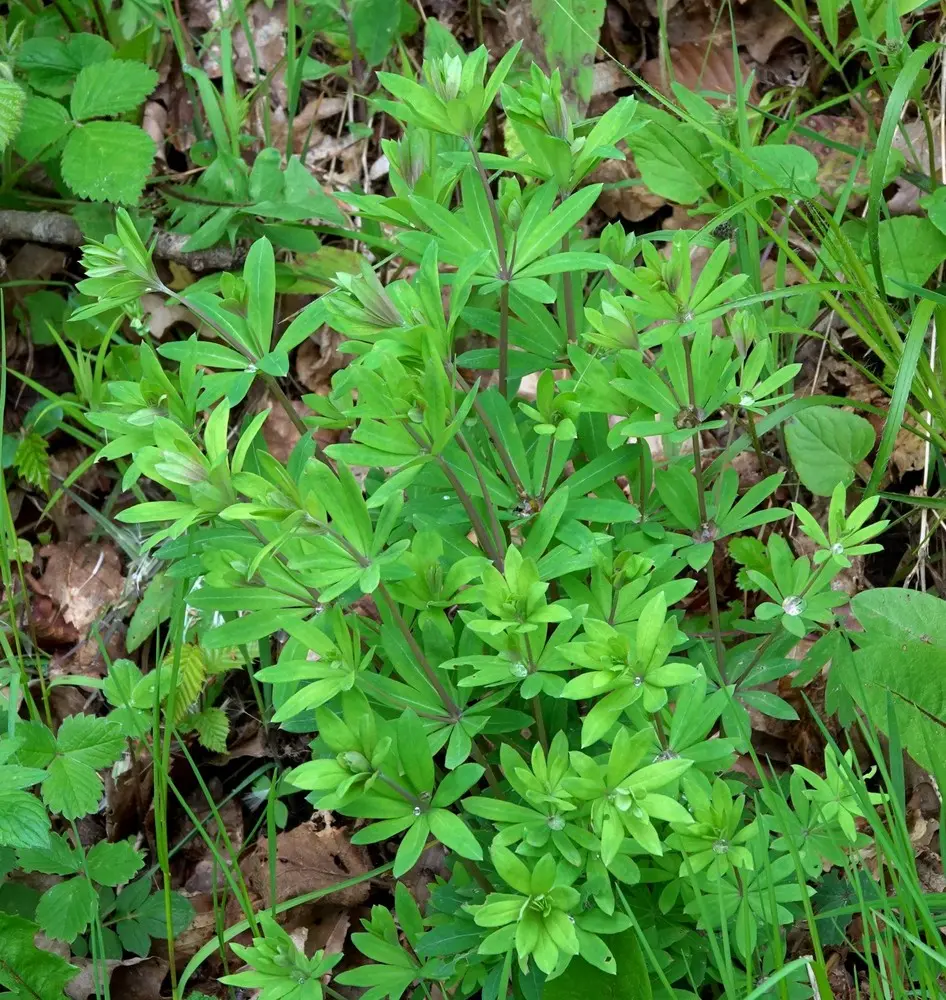 Galium sylvaticum - Boswalstro