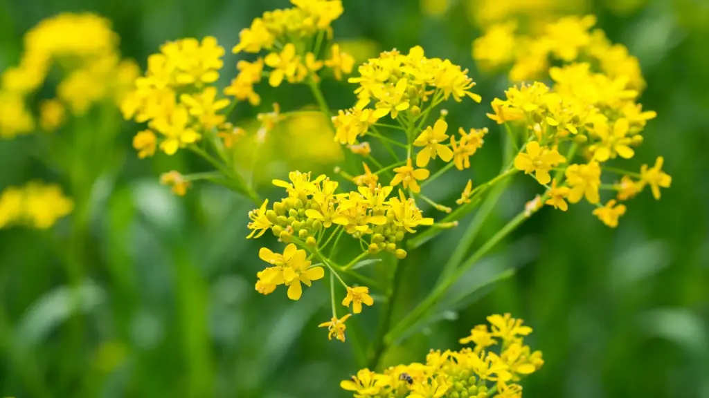 Isatis tinctoria - Wede