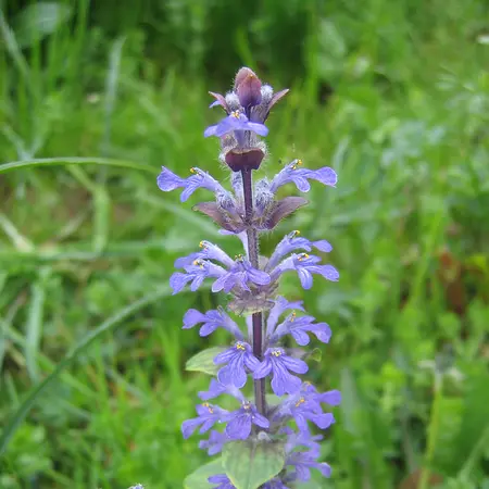 Ajuga reptans - Kruipend zenegroen