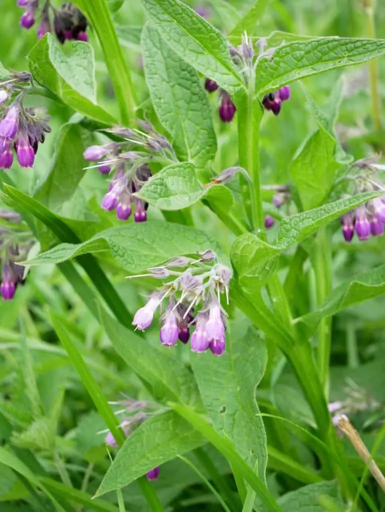 Symphytum officinale - Gewone smeerwortel