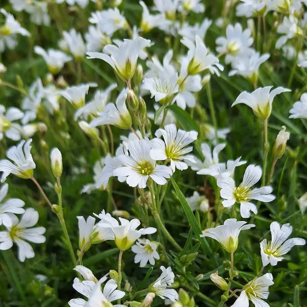 Cerastium arvense - Akkerhoornbloem