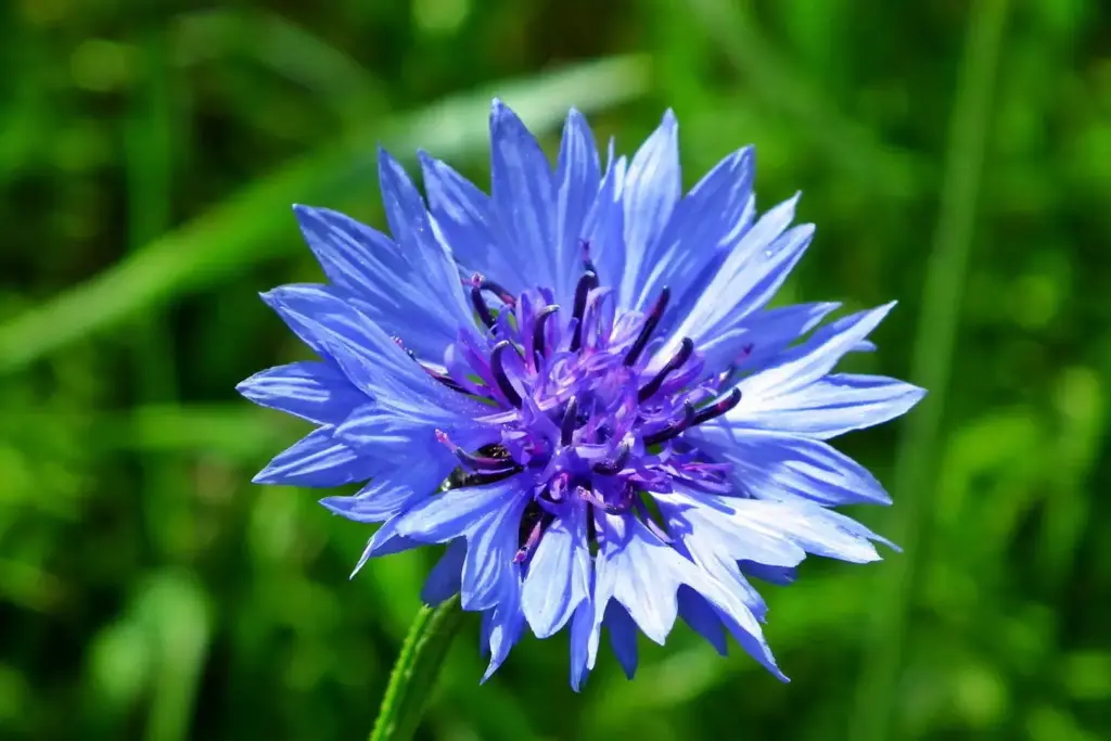 Centaurea cyanus - Korenbloem