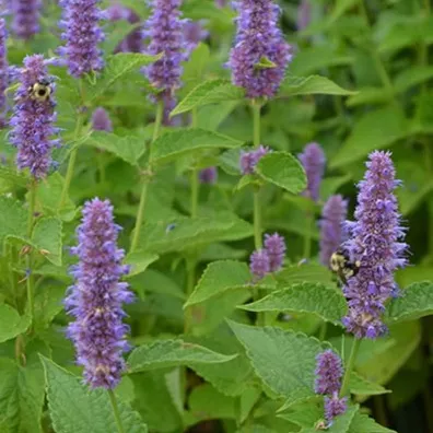 Agastache foeniculum - Dropplant