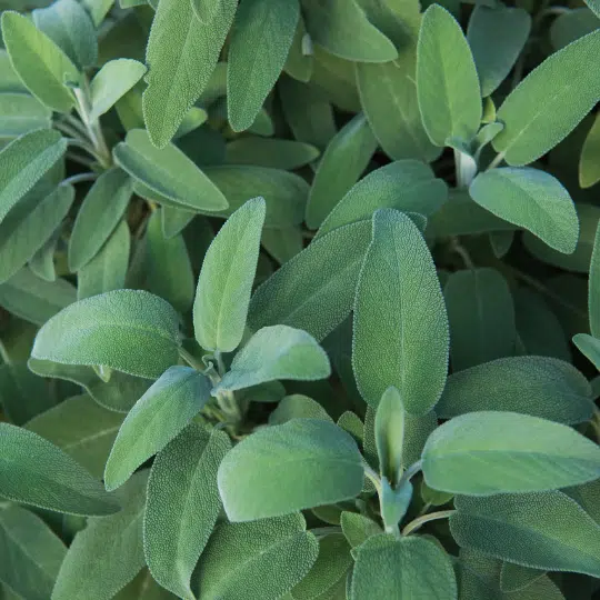 Salvia officinalis - Echte salie