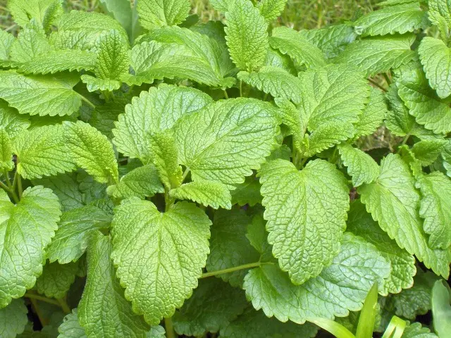 Melissa officinalis - Citroenmelisse