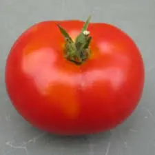 Tomaat Rood uit Gent