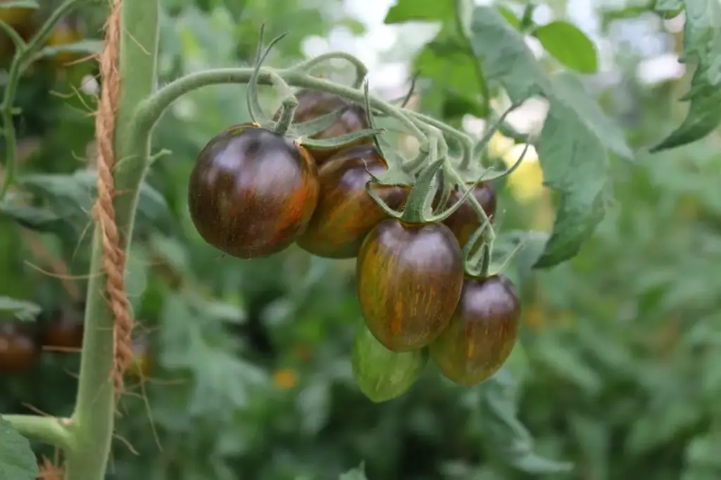 Tomaat Brad's Atomic Grape