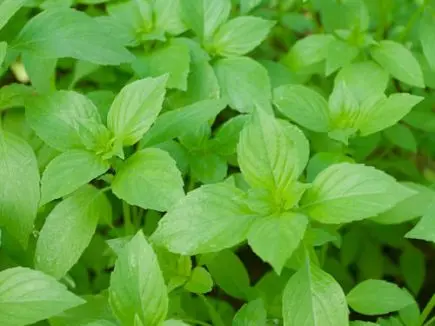 Ocimum americanum - Citroenbasilicum