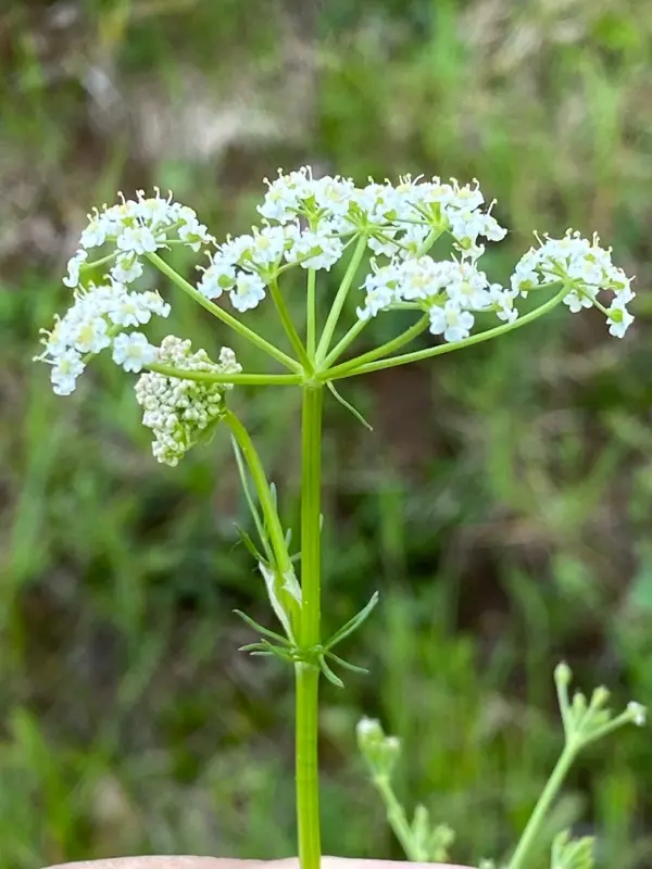 Carum carvi - Karwij